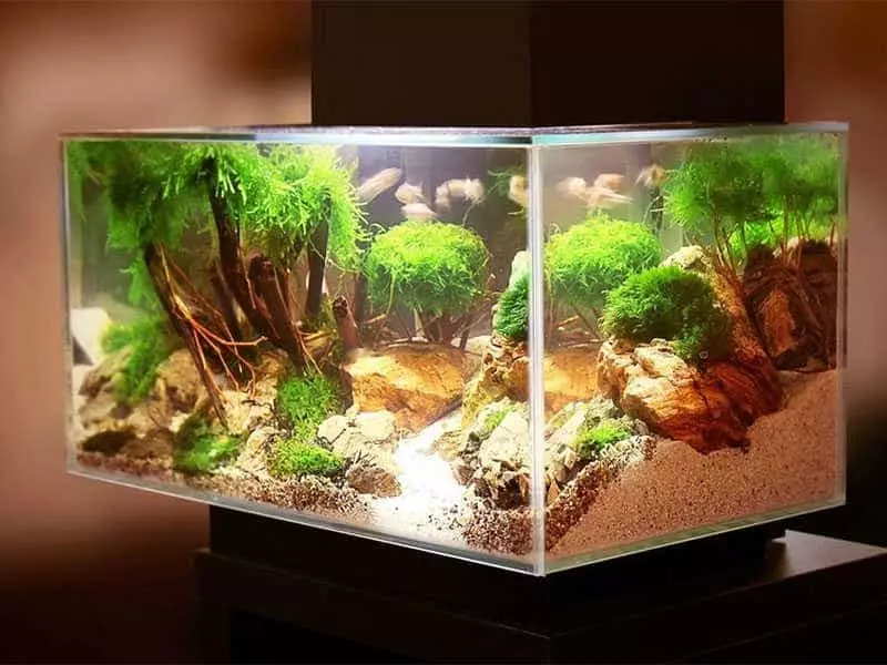 beleuchtung-aquarium